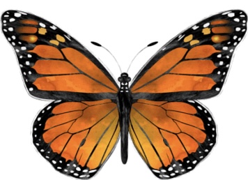 The mighty monarch butterfly... a symbol of metamorphosis; of necessary change to become what you were born to be and embark on an unknown and massive migration. A journey that will ensure the generations that follow will too, adventure forth in migration to continue to live.